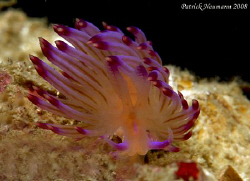 Fabulina nudibranch @Kho PhiPhi taken with Canon 400D + 1... by Patrick Neumann 